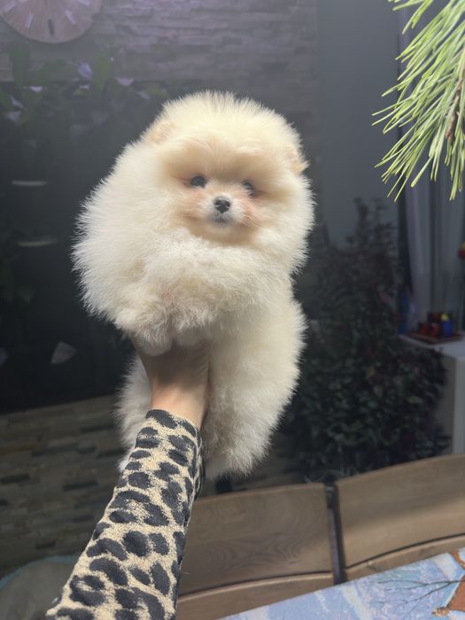 Дівчинка померанський шпіц в типі вкдмежа