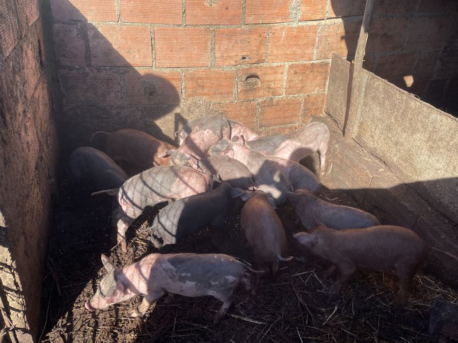 Leitoes ja desmamados