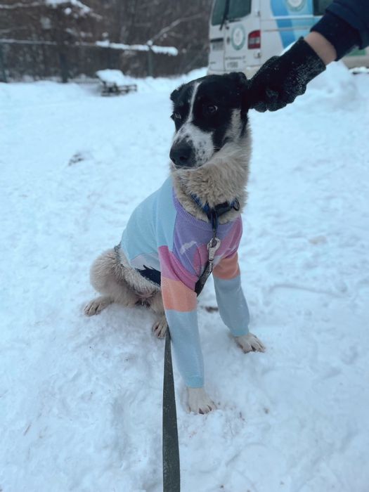 Собака Ніка, безкоштовно в добрі руки