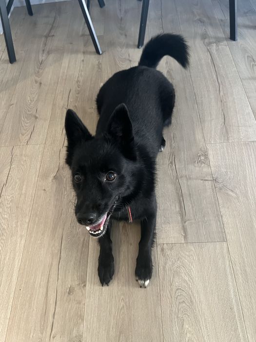 Szukamy kochającego domu dla naszych psiaków. Tylko razem!