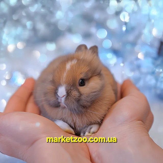 Карликовые карликові кролики мини міні Левоголовий Lionhead Львиноголо