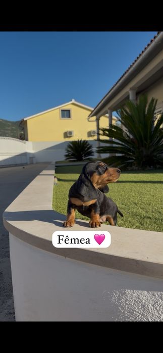 Teckel miniatura fêmea