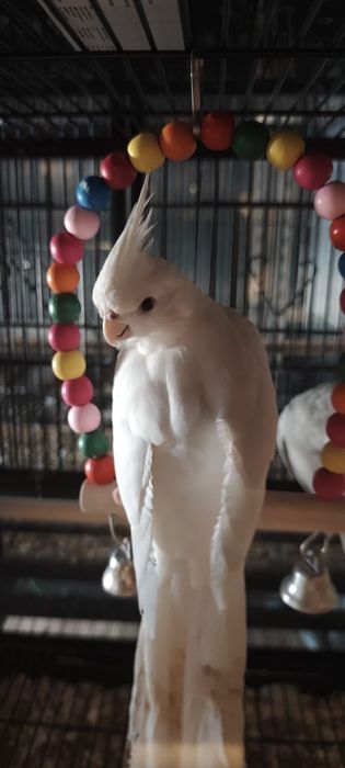 Aves criadas a mão