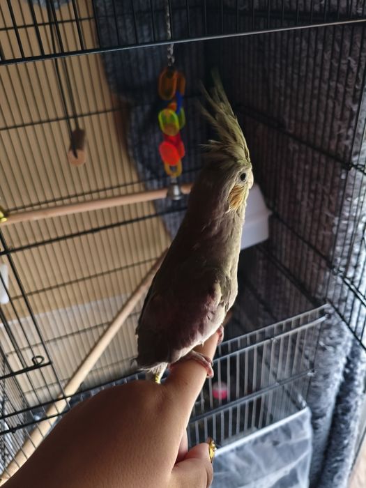 Caturra domesticada