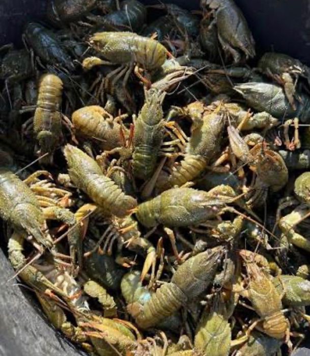 Продам живі раки та варені