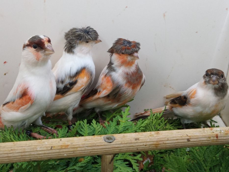 Kanarki ARLEKIN PORTUGALSKI  z roku 2025 i 2024.r