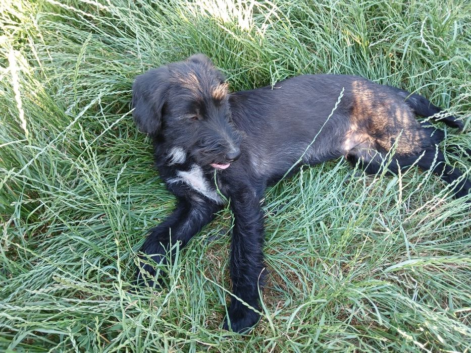 Подарую чудових щенят