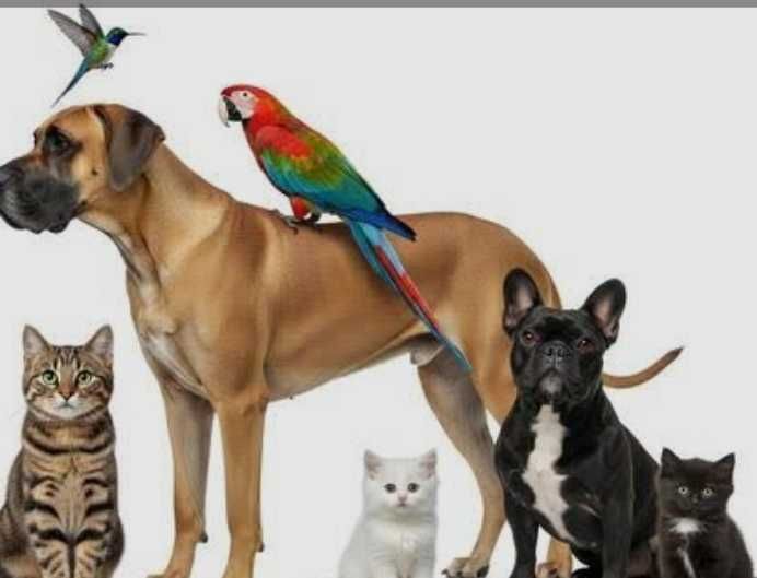 Dog Caregiver Available Starting in September!