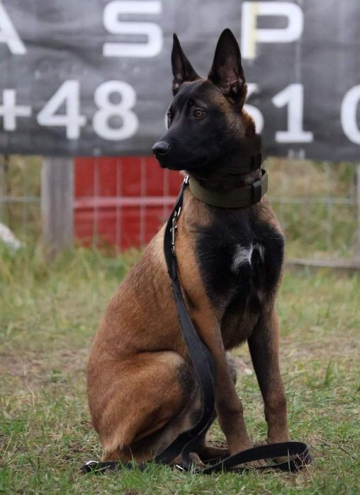 Owczarek belgijski Malinois