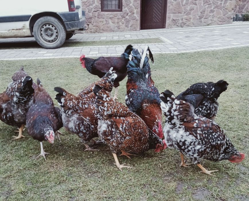 Кури лівенські ситцеві. Курчата .Інкубаційні яйця .