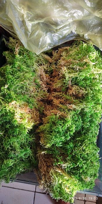 Сфагнум мох живий спагмосс жирний пушистий свіжий свежий  для орхидей