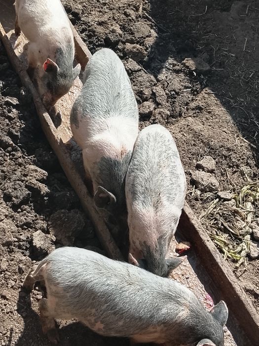 Продам вьетнамских поросят