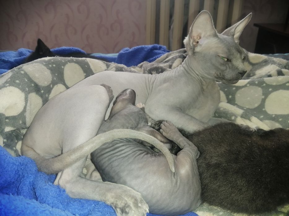 Продам котят сфинкс