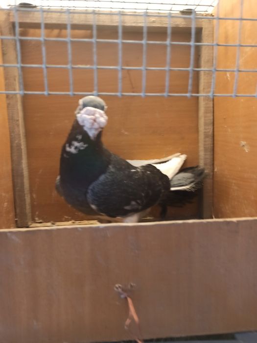 Gołębie staropolskie samiec