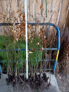 Sprzedam sadzonki Buka wysokość od 50 cm do 80 cm idealne  na żywopłot