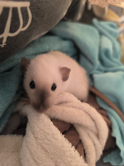 Dwa Szczury Dumbo Syjamskie Rasowe - STANDARD