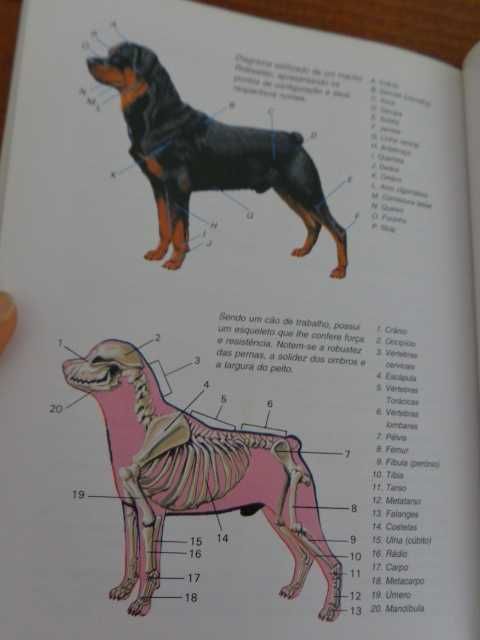 Livro sobre a raça de cão  " O Rottweiler "