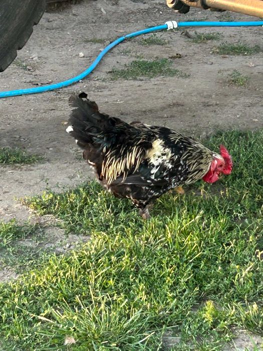 koguty małe sprzedam