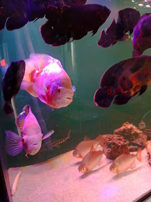 Peixe Oscar Tigre
