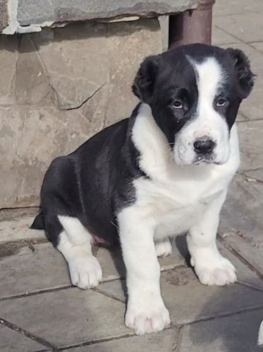 Середнеазіатська вівчарка дівчінка