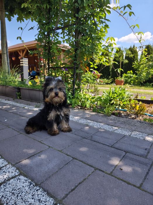 Śliczna suczka yorka
