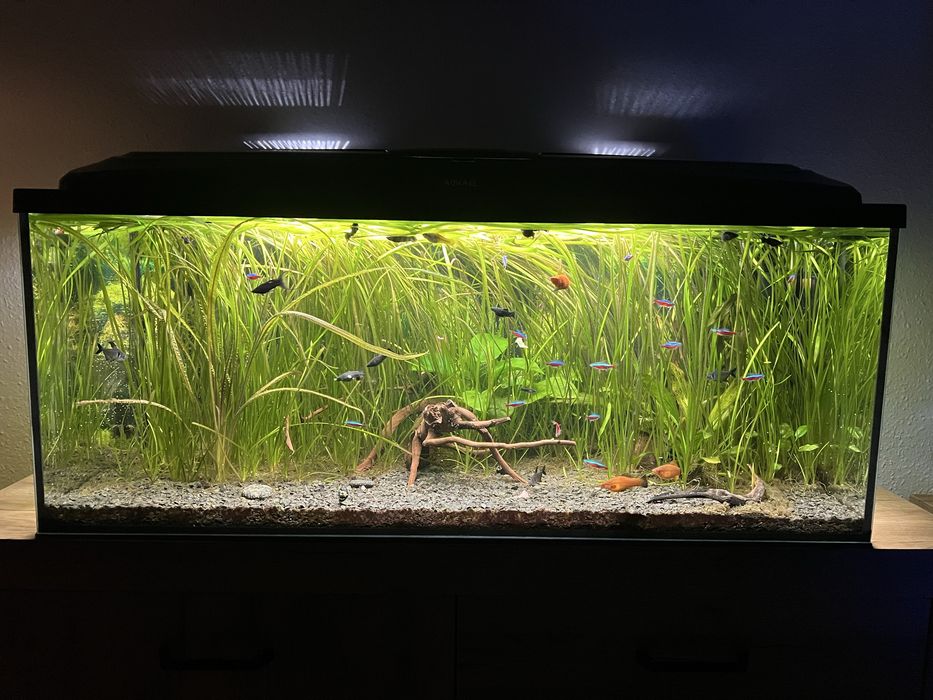 Ryba akwariowa molinezja