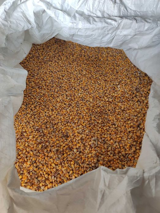 Kukurydza sucha 12%