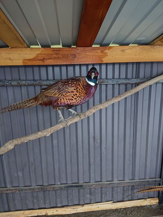 Фазани мисливські (2025р)