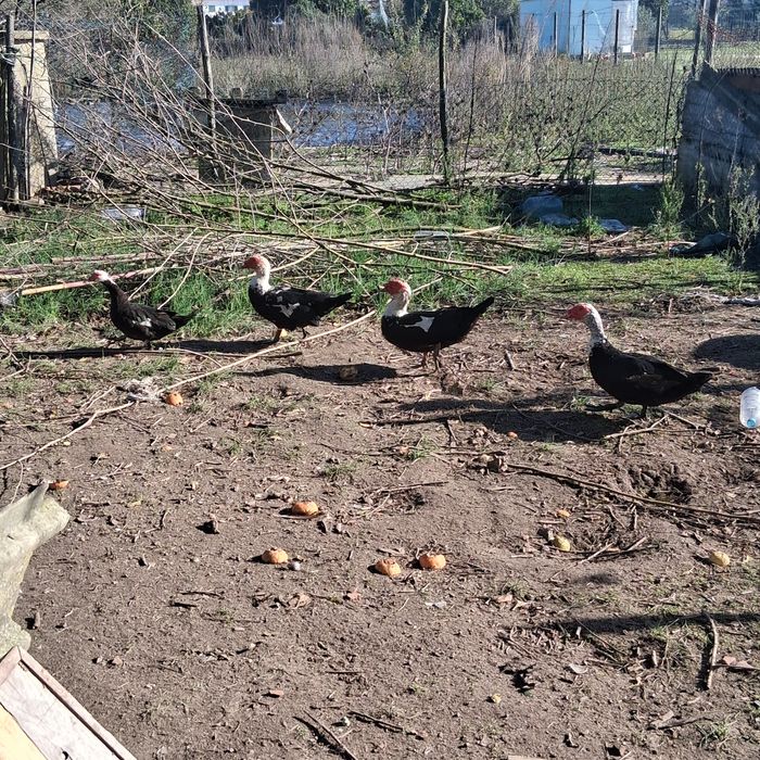 Para cenda patos mudos