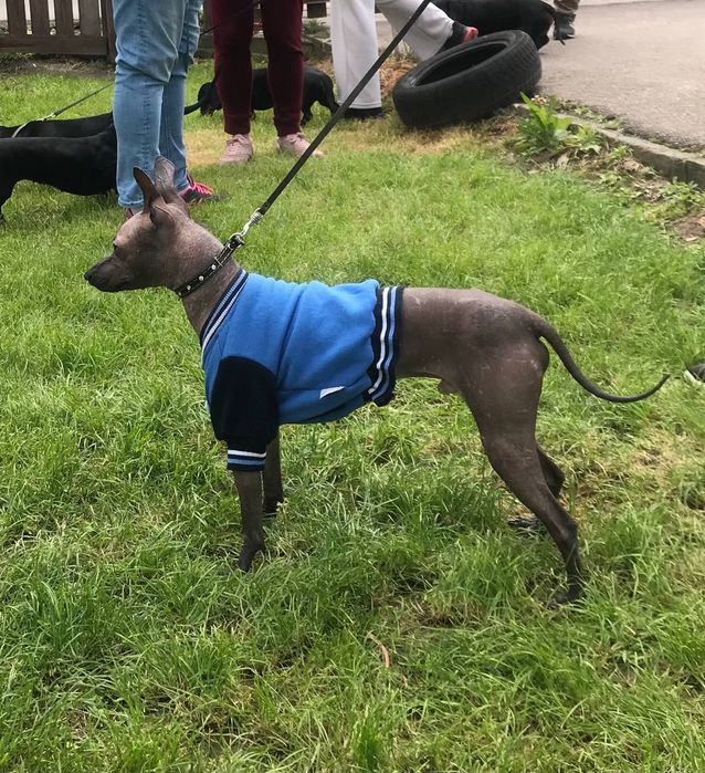 Мексиканская голая, Ксолоитцкуинтли щенки