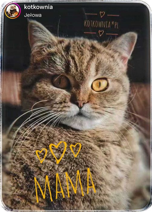 Kotka  brytyjska  krótkowłosa, tygrysica, cudowna.