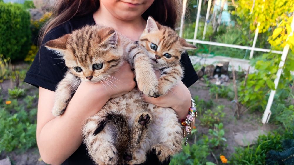 Леопардова дівчинка кошеня шотландські дві дівчинки