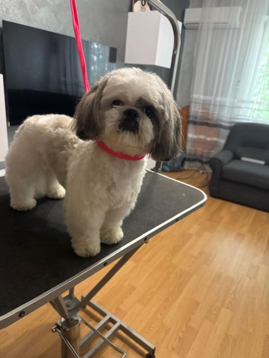 Надаю послуги грумера