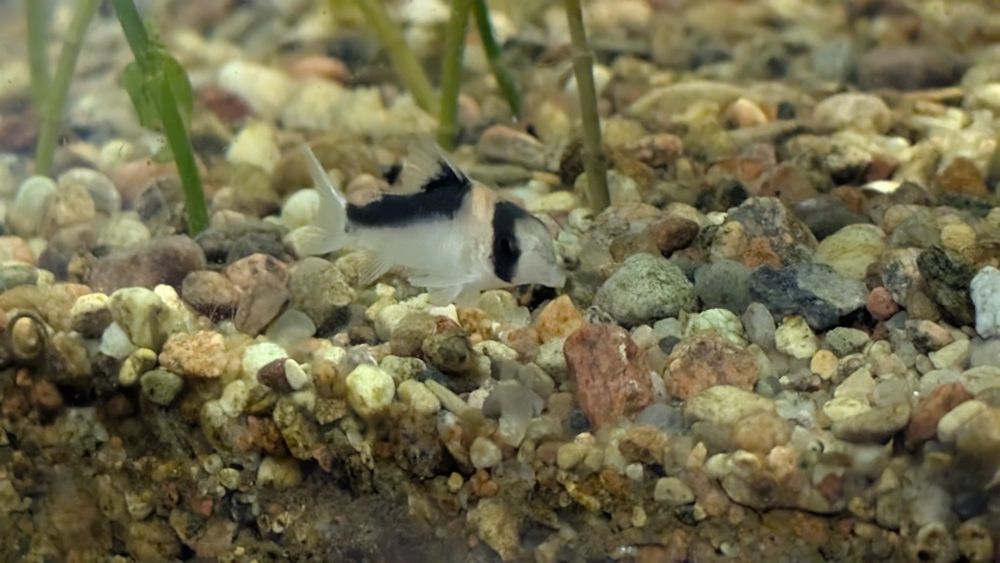 Kirysek adolfa polecam