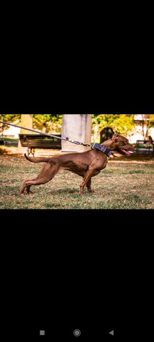 Щенки питбуля от самого титулованого кобеля в мире