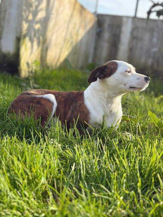 Cadela para adoçao (Ines)