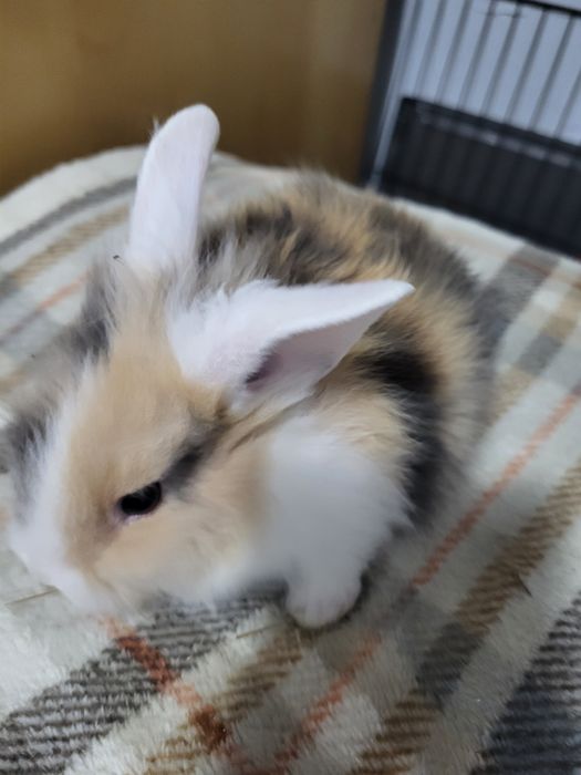 Króliczki miniaturki