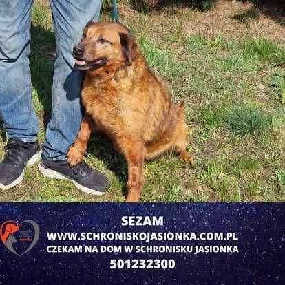 SEZAM do adopcji – Schronisko Jasionka