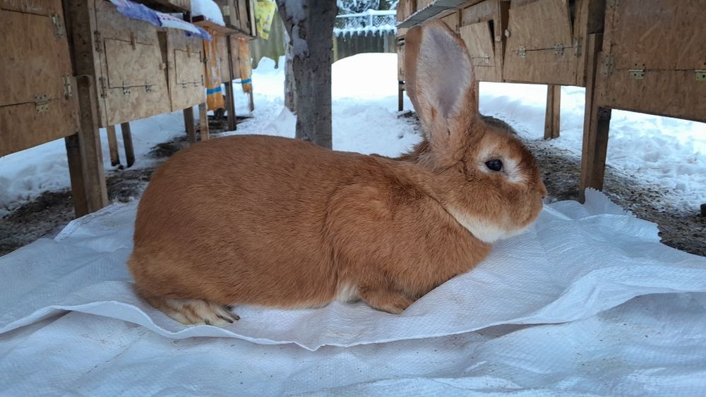 Продам  робочого кроля (БУРГУНДІЯ ), віком 1.6 місяців