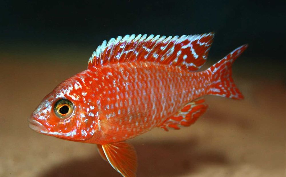 Aulonocara Fire Fish - SAMCE XXL - 10CM - Pyszczaki - dowóz, wysyłka