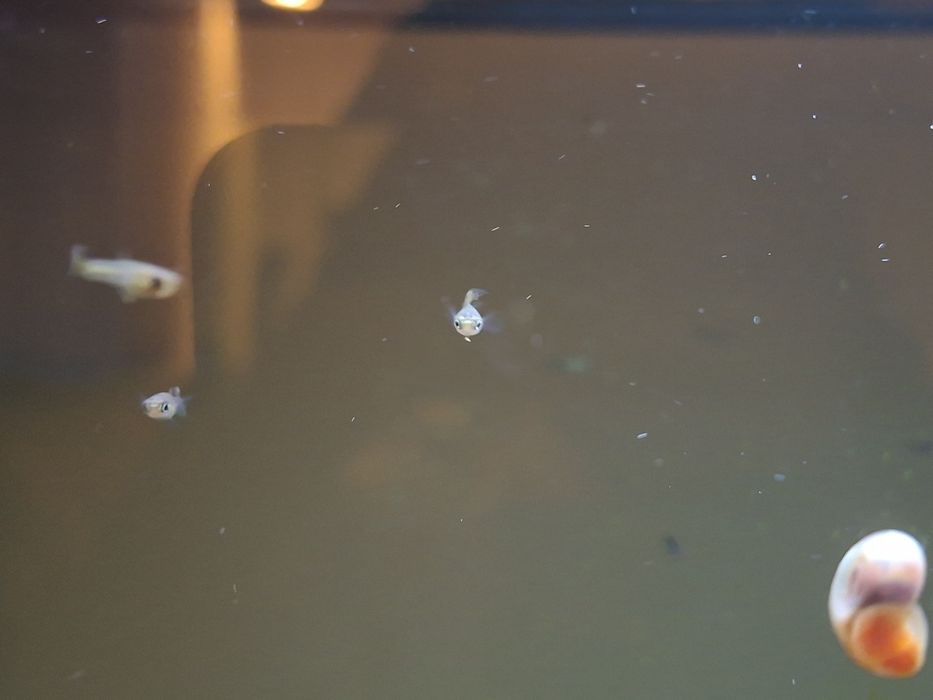 Troco Guppys por peixes ou plantas