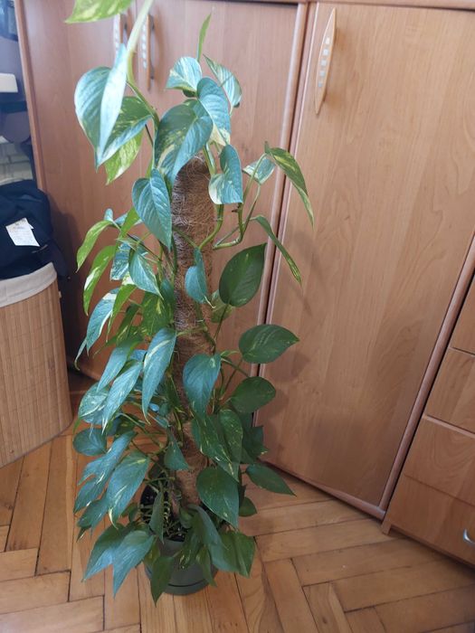 REZERWACJA Kwiat Epipremnum w zielonej doniczce na paliku