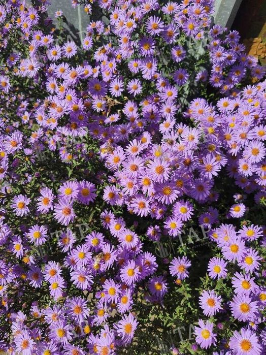 Без % агентству. Продам дом на Москалёвке, улица Новодесятисаженная