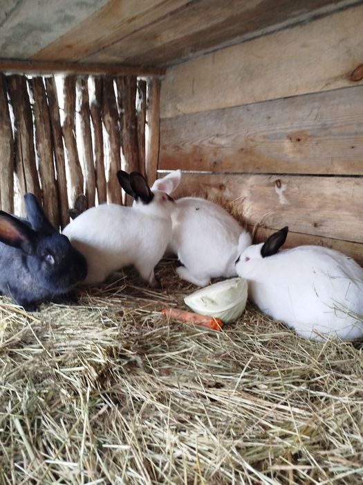 Królik hodowlany samice