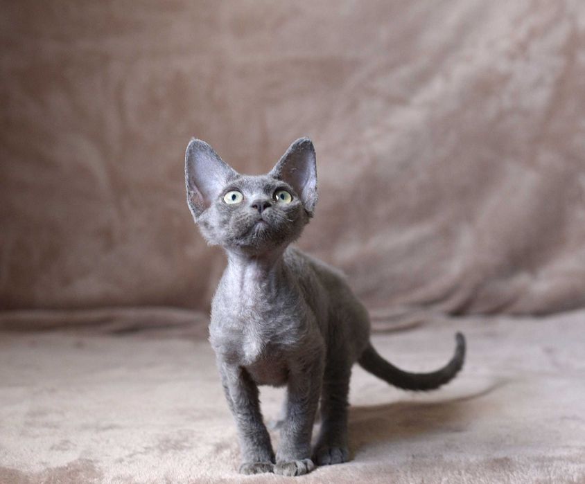 Dziewczynka Devon Rex z rodowodem FPL