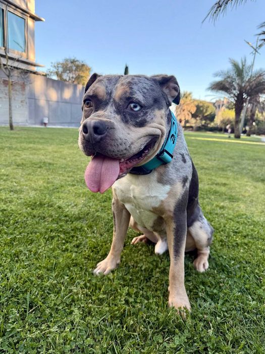 Treino Canino Profissional VERUS K9