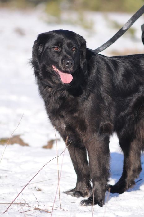 Красивая и мудрая собака ищет дом