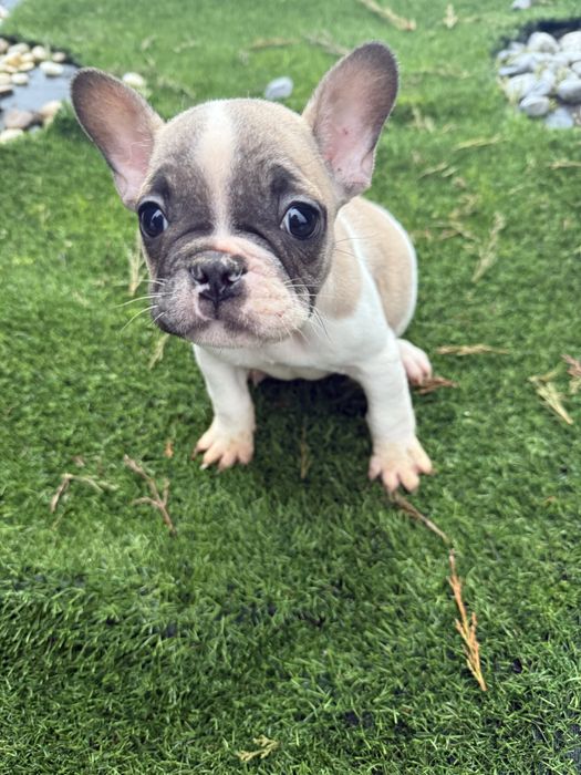 Bulldog francês  maravilhoso