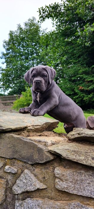 Cane Corso Italiano GOTOWE DO ODBIORU Rodowód Chip