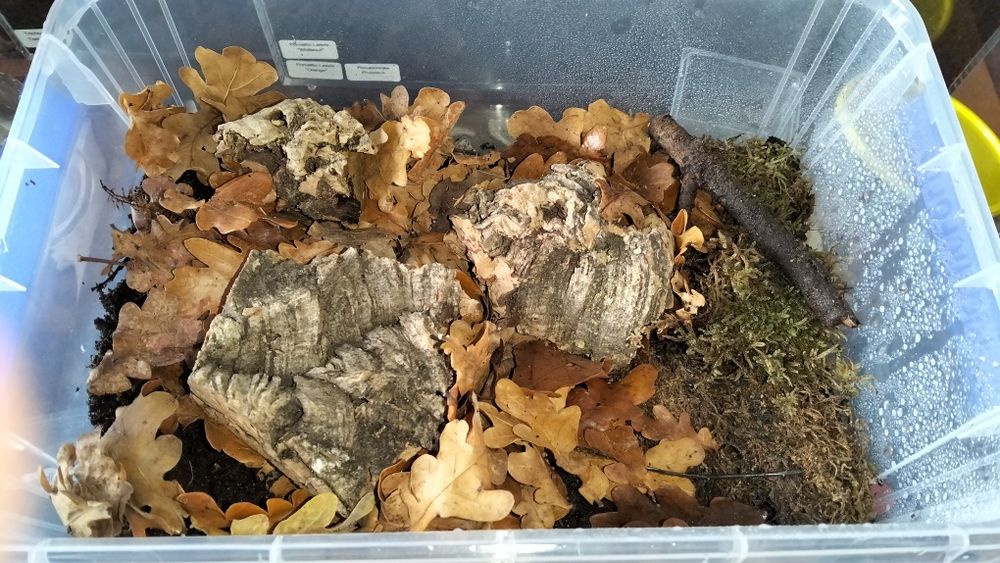 Kit Terrário Plástico  Completo  -  Isópodes (Bicho-da-conta)